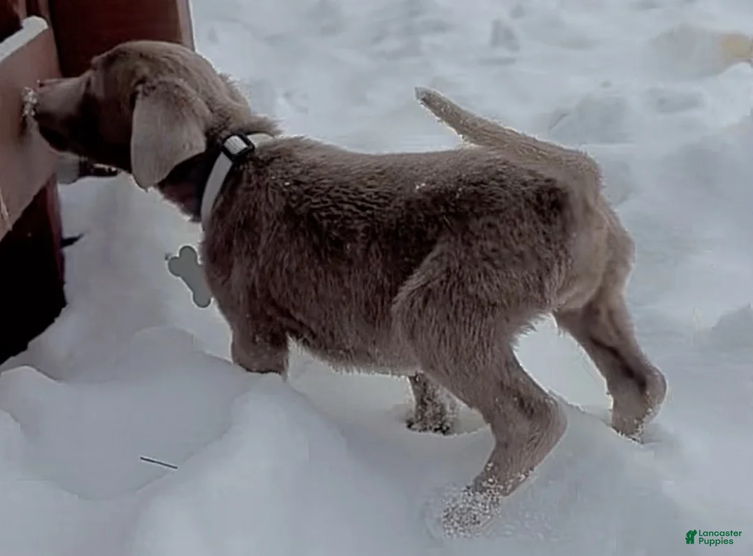 Labrador Retriever dogs for sale: Labrador Retriever Puppy 2 - Ad 13