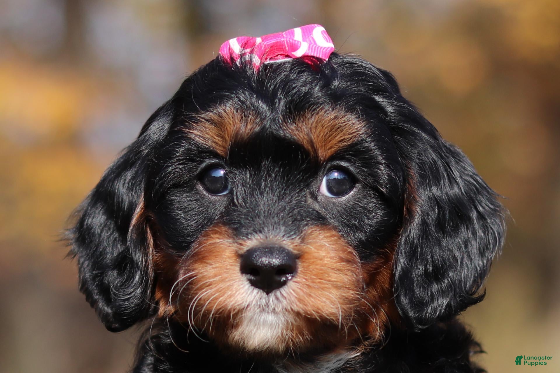 Cavapoo dogs for sale: Della - Ad 1