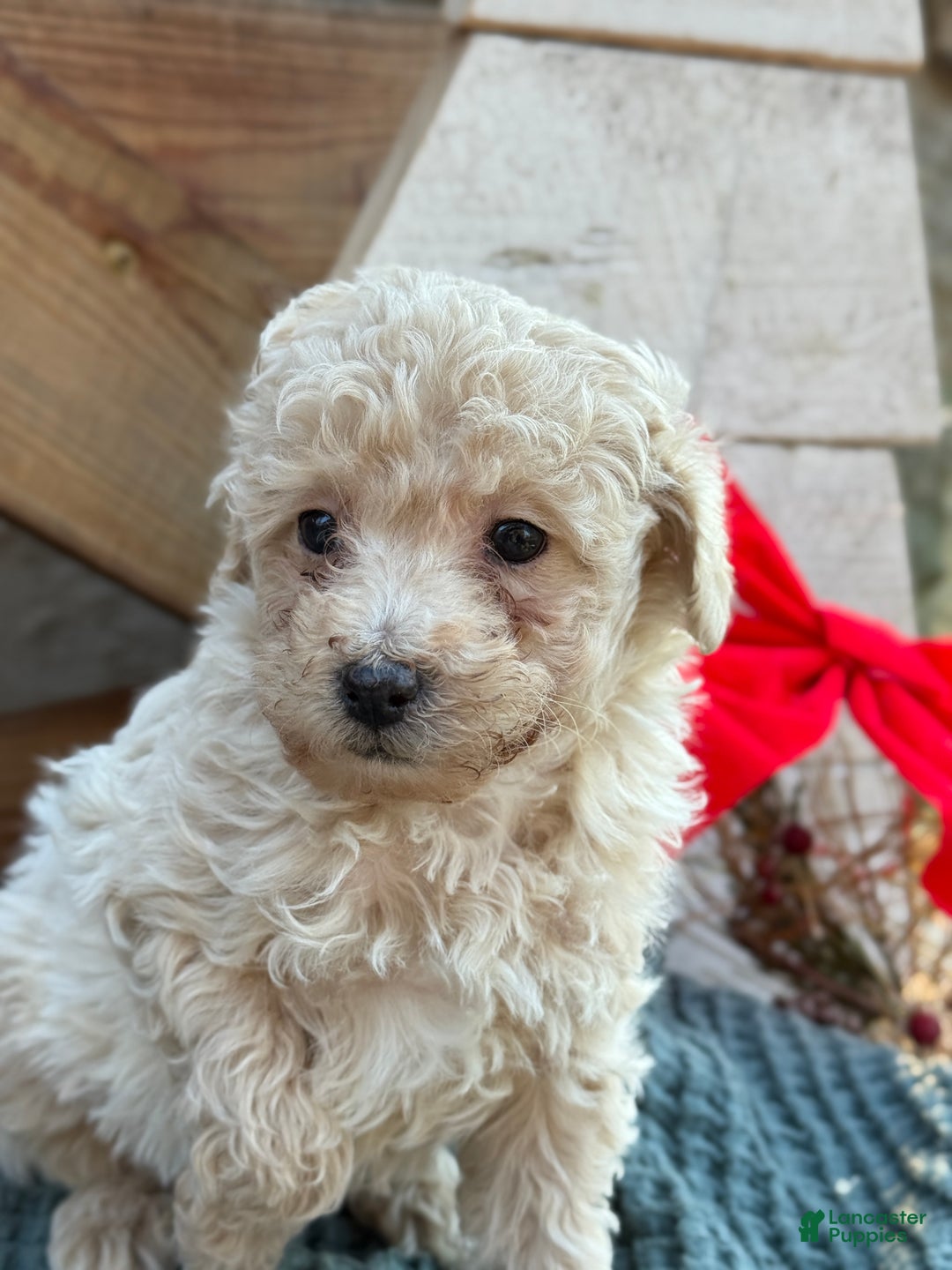 Bichpoo dogs for sale: Luca - Ad 7