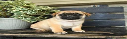 Pug dogs for sale: Ronald - Ad 1