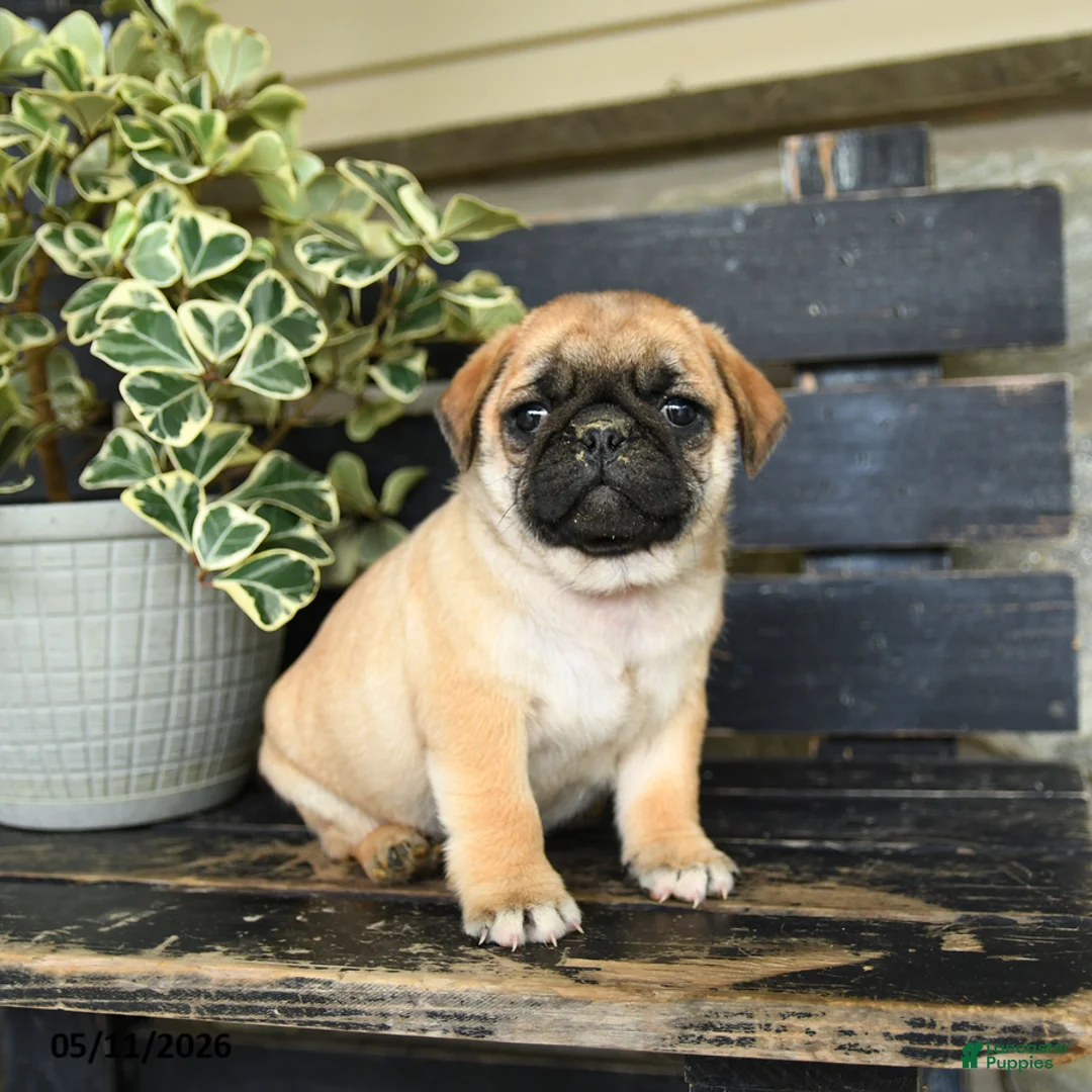 Pug dogs for sale: Ronald - Ad 1