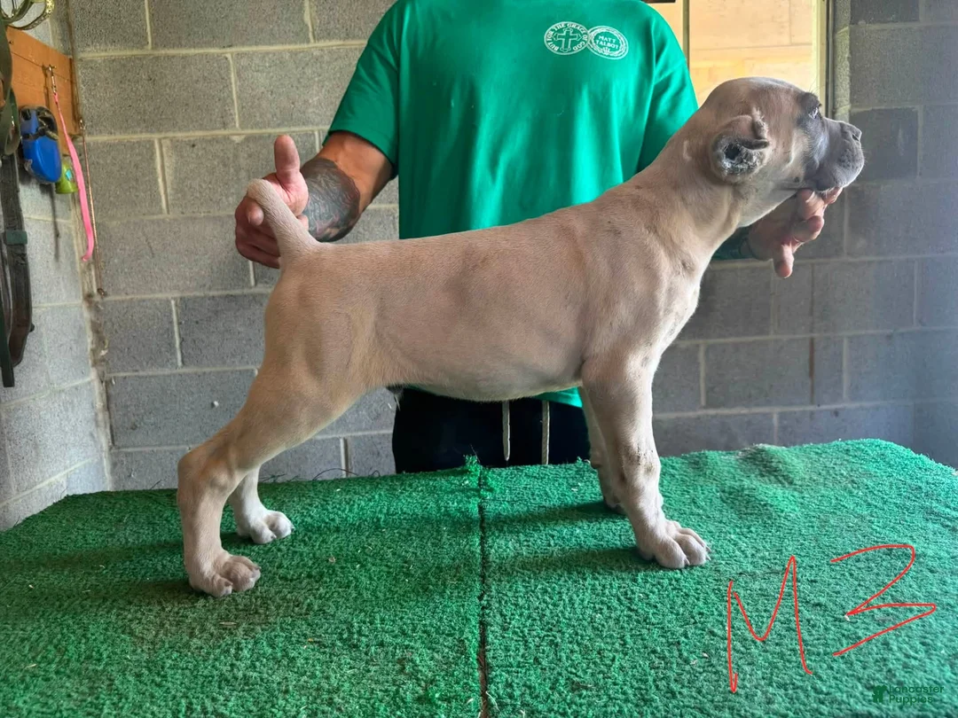 Cane Corso dogs for sale: Cane Corso 3 - Ad 1