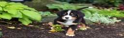 Bernese Mountain Dog dogs for sale: Bruno - Ad 4