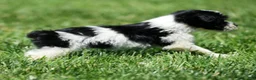 Yorkiepoo dogs for sale: Ringo - Ad 3