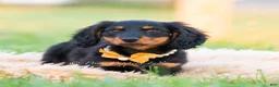 Miniature Dachshund dogs for sale: Domino - Ad 9