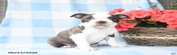Boston Terrier dogs for sale: Ginny - Ad 1