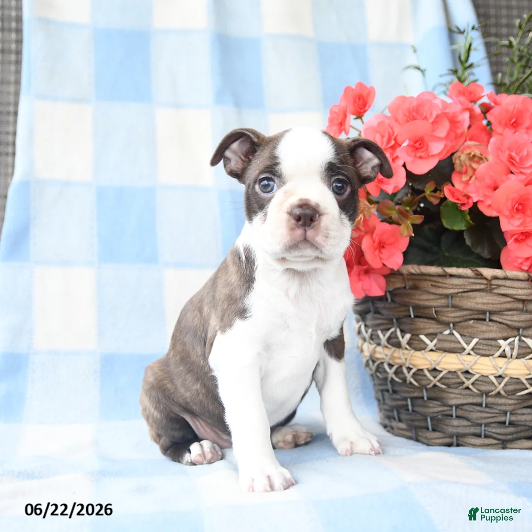 Boston Terrier dogs for sale: Ginny - Ad 1