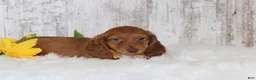 Dachshund dogs for sale: Lester  - Ad 4