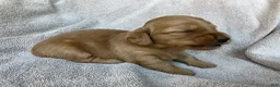 Miniature Dachshund dogs for sale: DAWWG POUND’S POCKET-SIZED QB - Ad 14