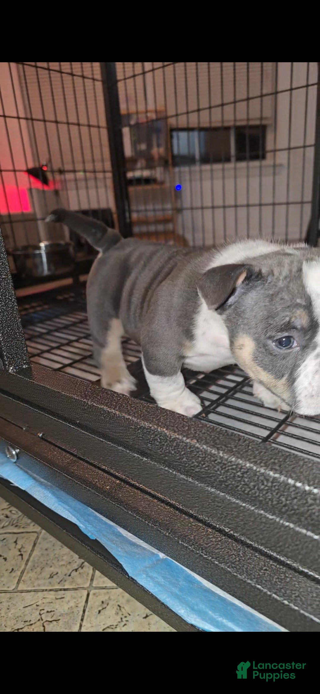 American Bully dogs for sale: American Bully Puppy 1 - Ad 9