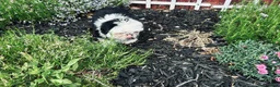 Shih Tzu dogs for sale: Shih Tzu Puppy Girl - Ad 2