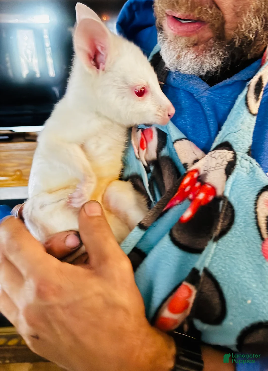 Siberian Husky dogs for sale: Braxton - Ad 16