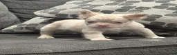 French Bulldog dogs for sale: Pink Princess - Ad 6