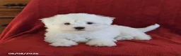 Maltese dogs for sale: Lamar - Ad 4