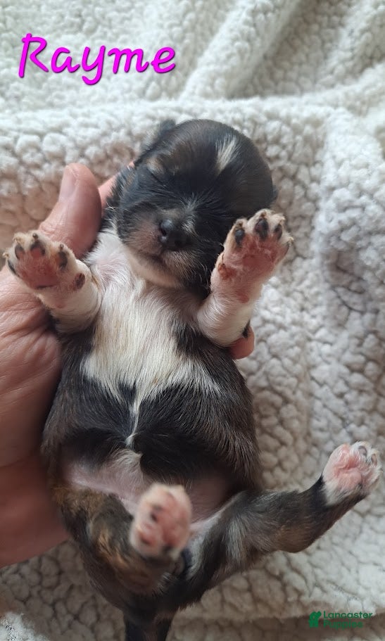 Lhasa Apso dogs for sale: AKC Rayme - Ad 1