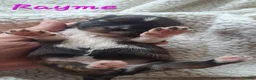 Lhasa Apso dogs for sale: AKC Rayme - Ad 1