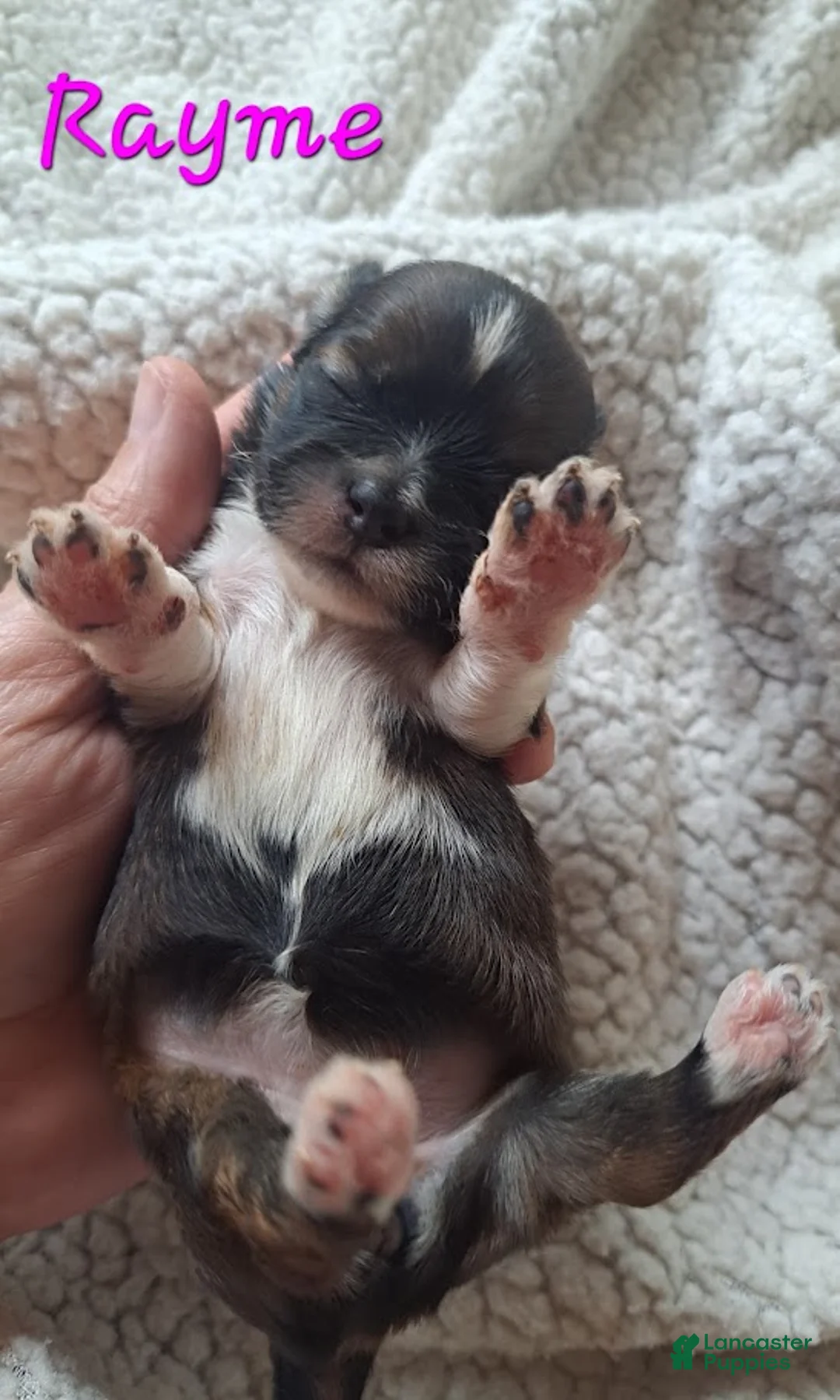 Lhasa Apso dogs for sale: AKC Rayme - Ad 1