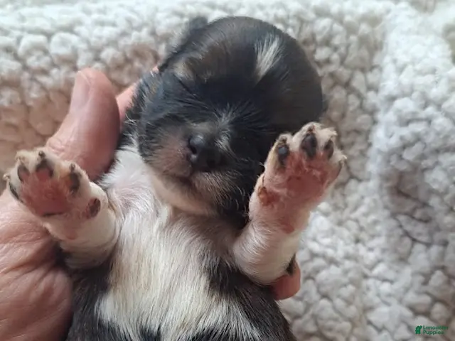 Lhasa Apso dogs for sale: AKC Rayme - Ad 1