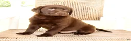 Labrador Retriever dogs for sale: Max - Ad 7