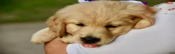 Golden Retriever dogs for sale: Pink Girl 4 - Ad 36