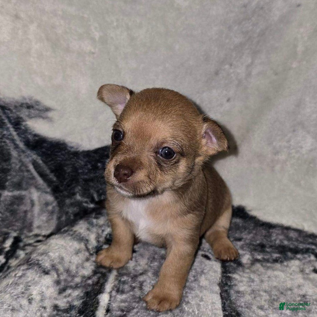 Gallery Image {{count}}