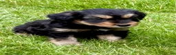Yorkshire Terrier dogs for sale: Yorkshire Terrier Parker - Ad 3