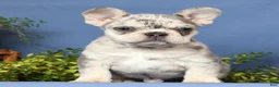 French Bulldog dogs for sale: Romeo - Ad 8