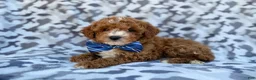 Cavapoo dogs for sale: Astor - Ad 4