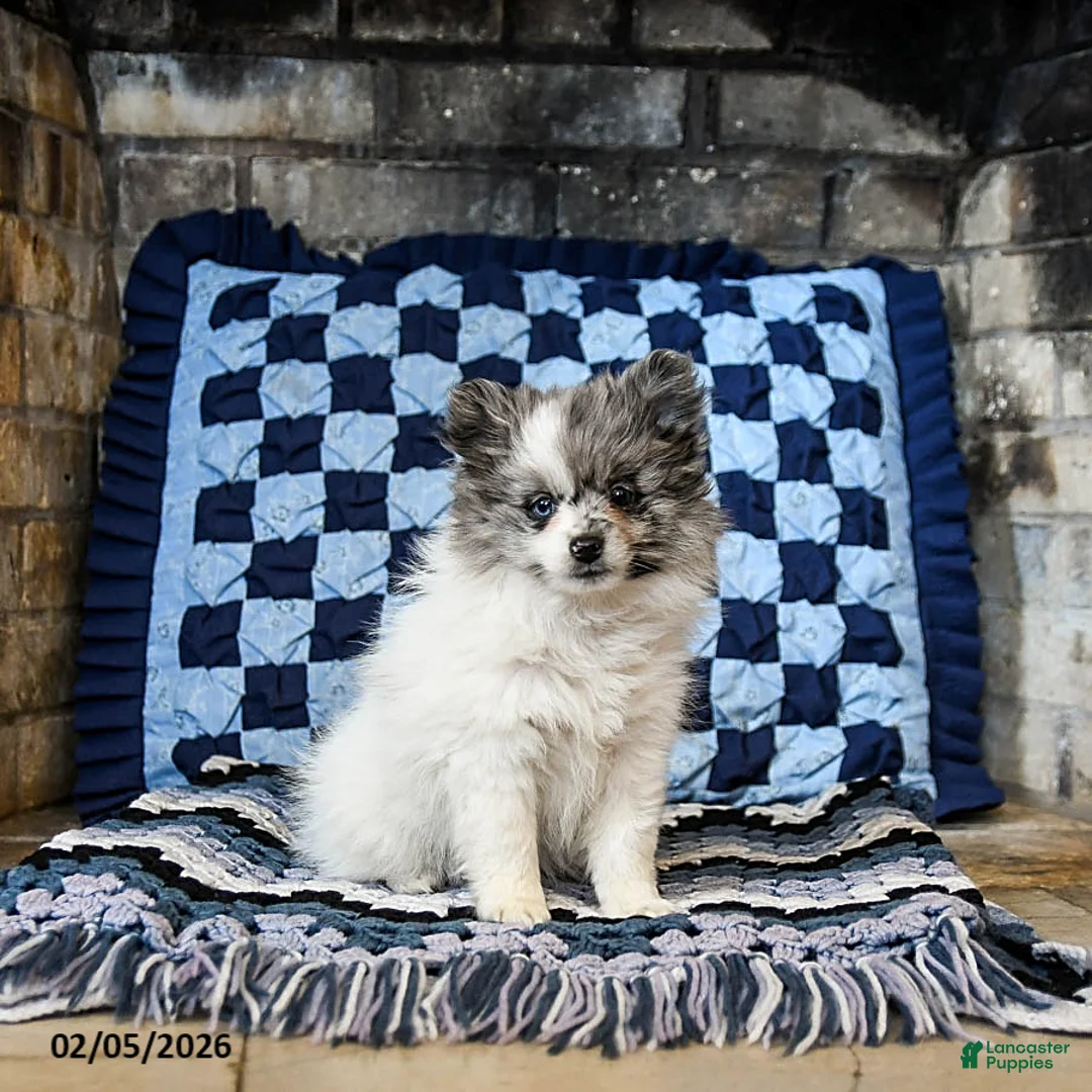 Pomeranian dogs for sale: Hazel - Ad 1