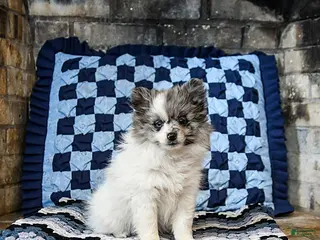 Pomeranian dogs Hazel - Ad 39