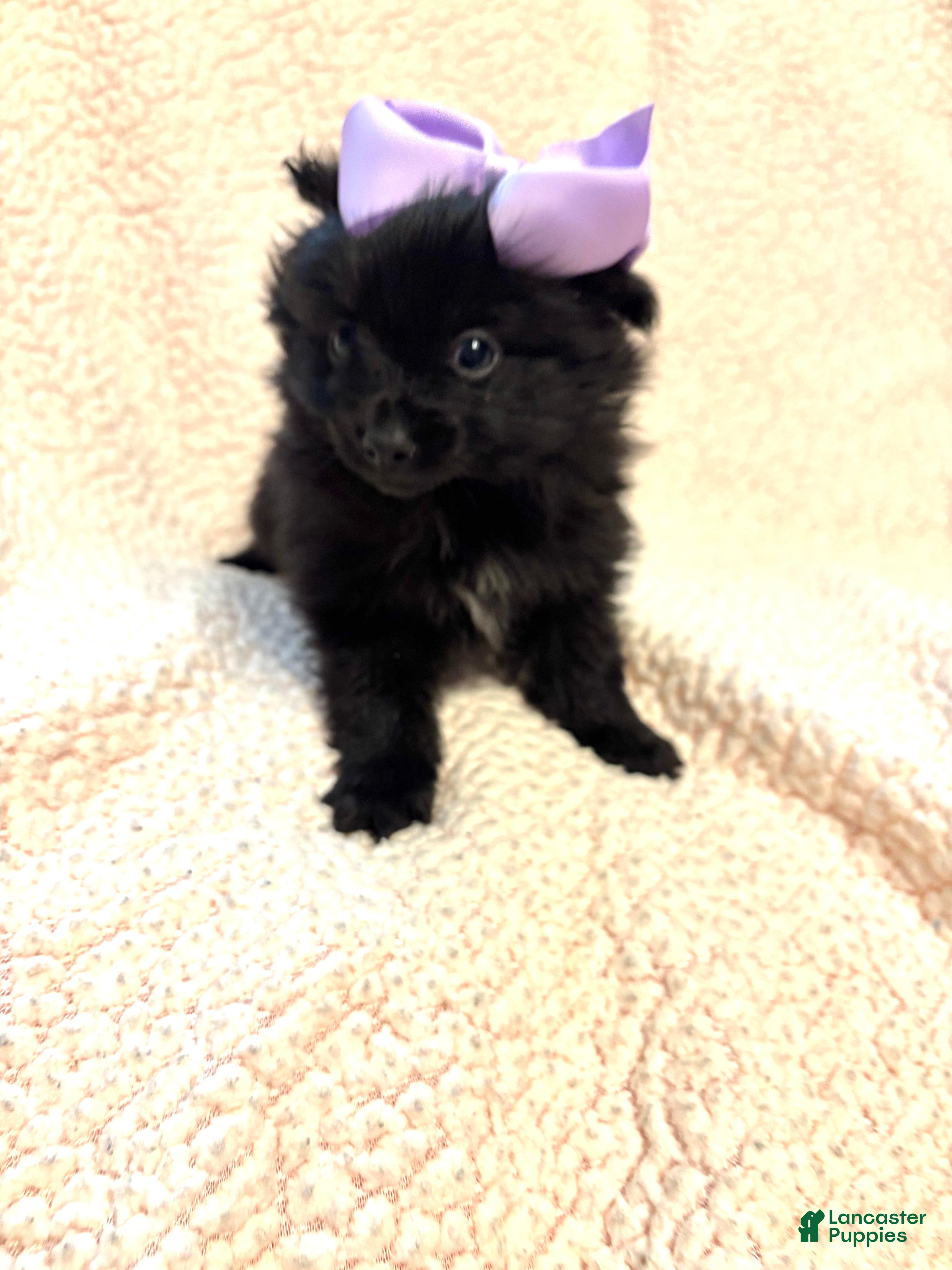 Pomeranian dogs Pomeranian Puppy 1 - Ad 25