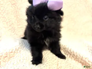 Pomeranian dogs Pomeranian Puppy 1 - Ad 25