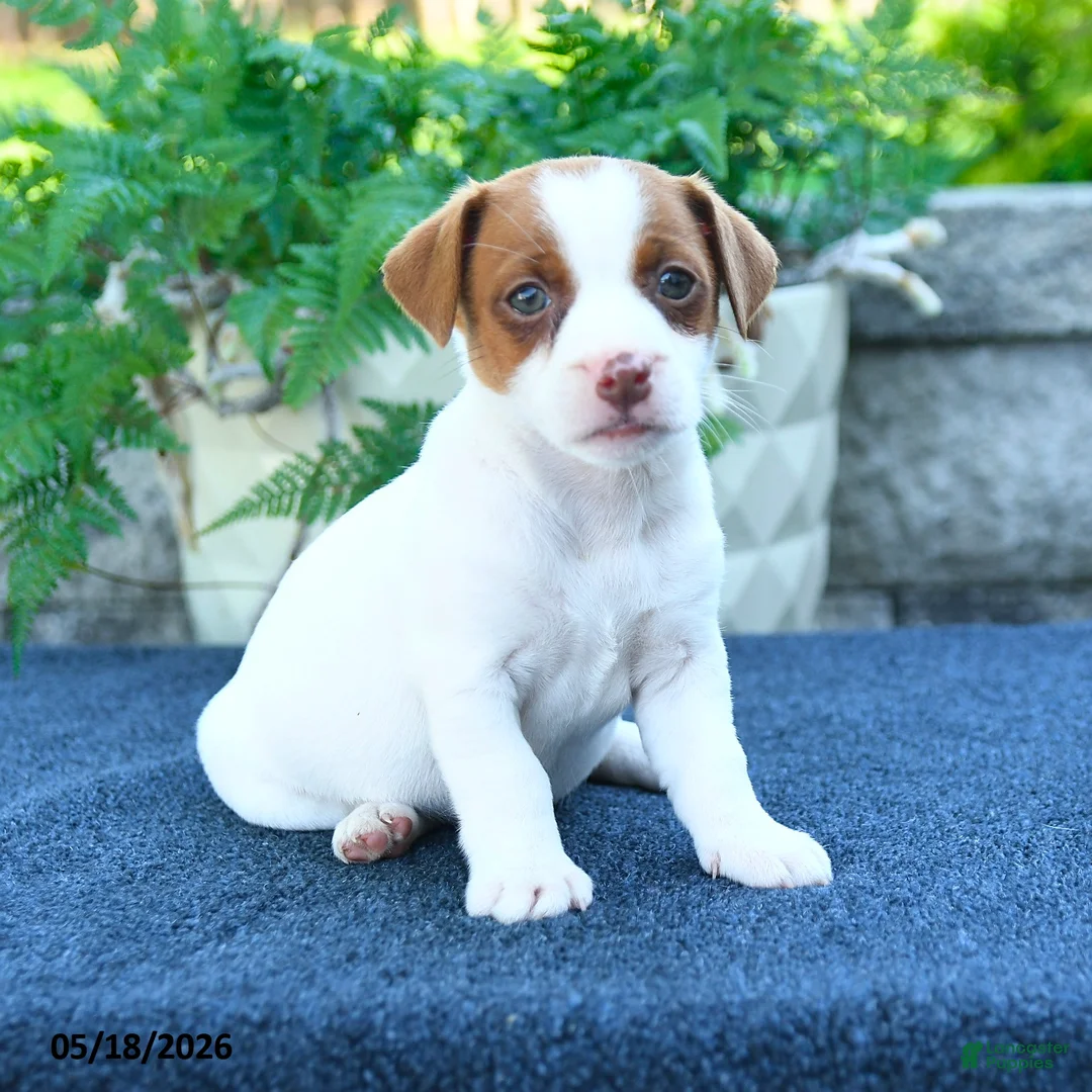 Jack Russell Terrier dogs for sale: Julia - Ad 5
