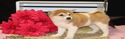 Shiba Inu dogs for sale: Harmony - Ad 5