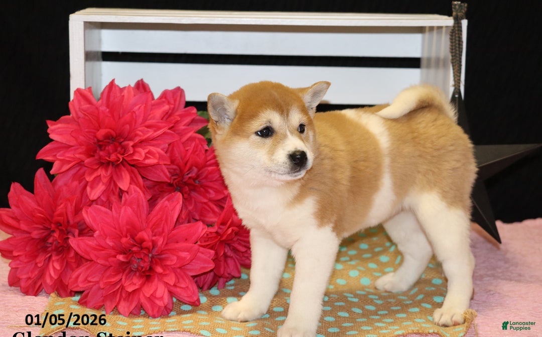 Shiba Inu dogs for sale: Harmony - Ad 5