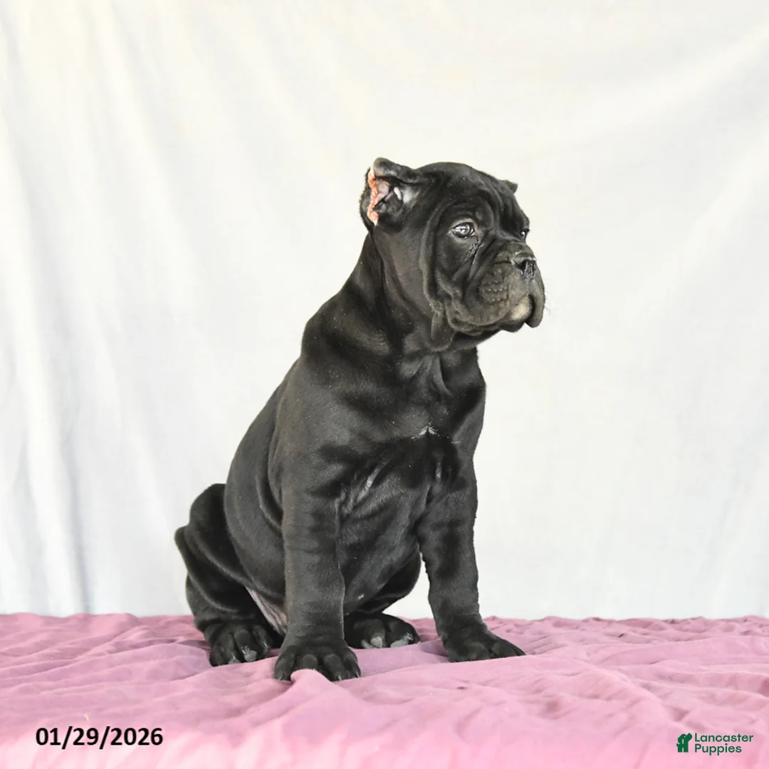 Cane Corso dogs for sale: Muffin - Ad 2