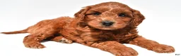 Mini Goldendoodle dogs for sale: Hank  - Ad 3