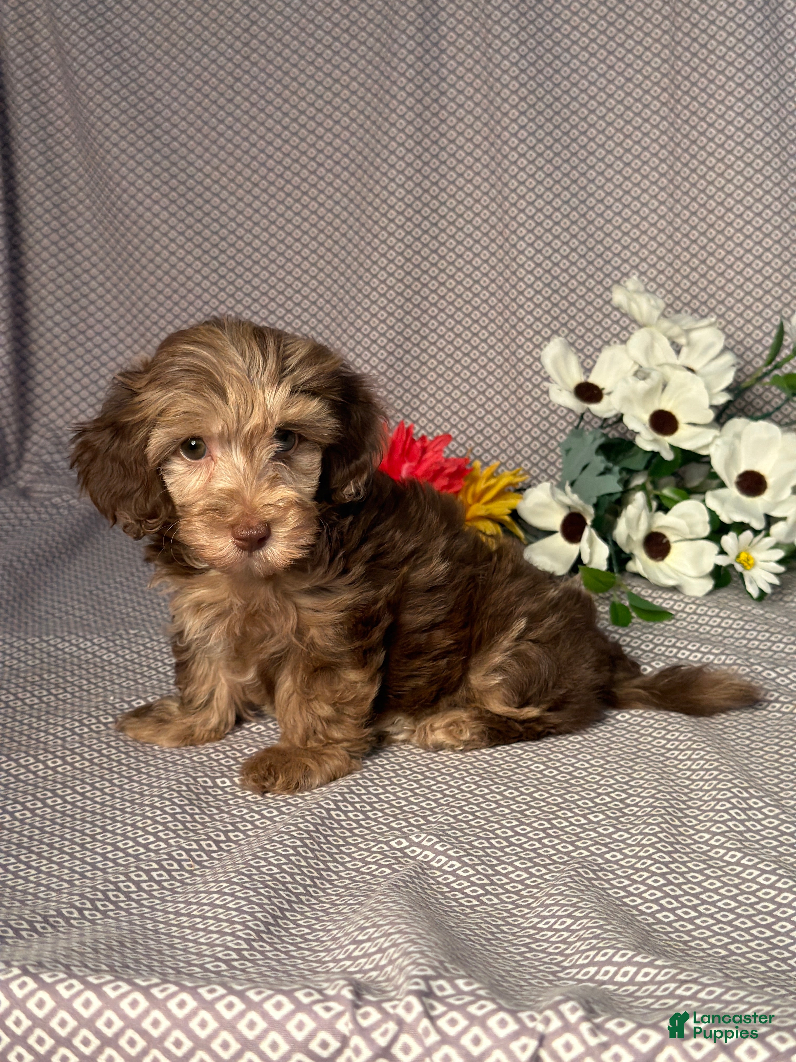 Doxiepoo dogs Lucy - Ad 2