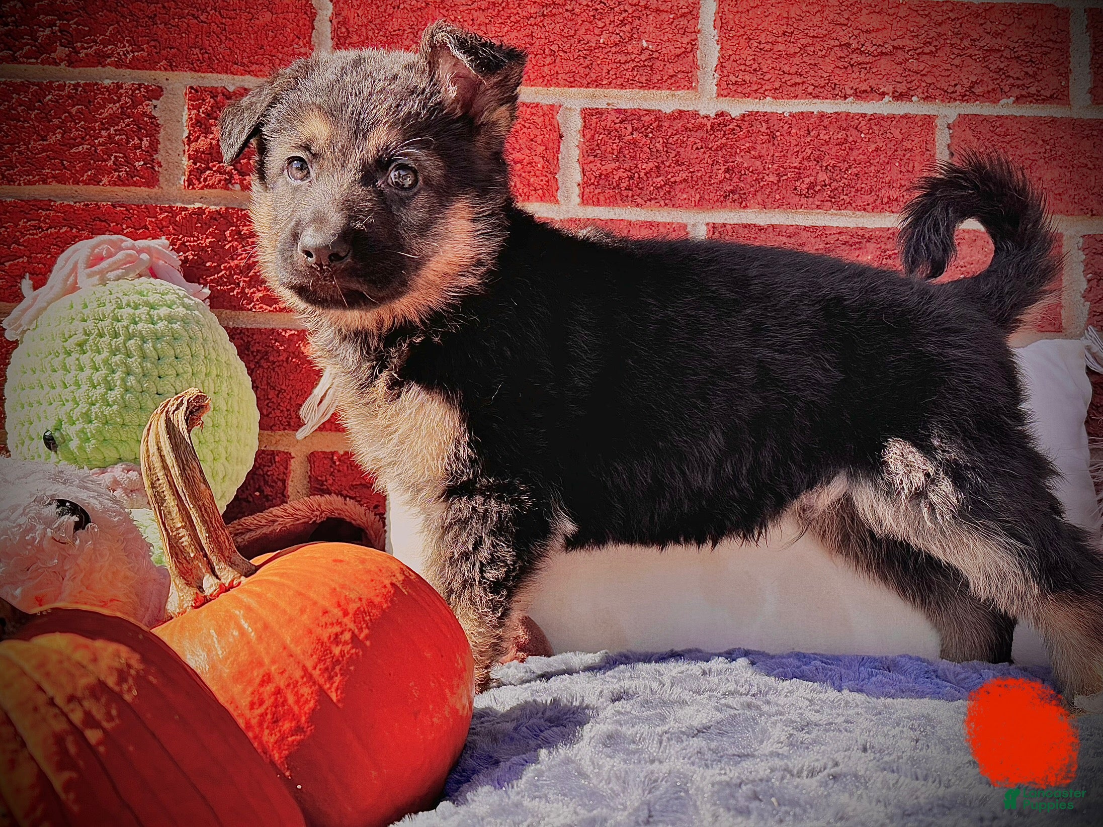 German Shepherd dogs SHADOW (aka-Snickers)  - Ad 8