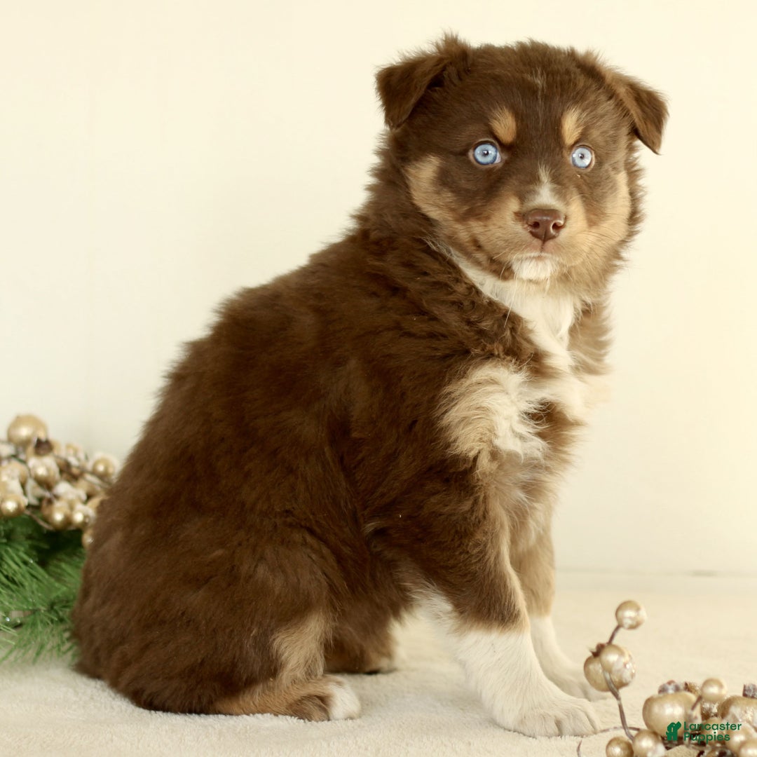 Australian Shepherd dogs for sale: Gloria  - Ad 3