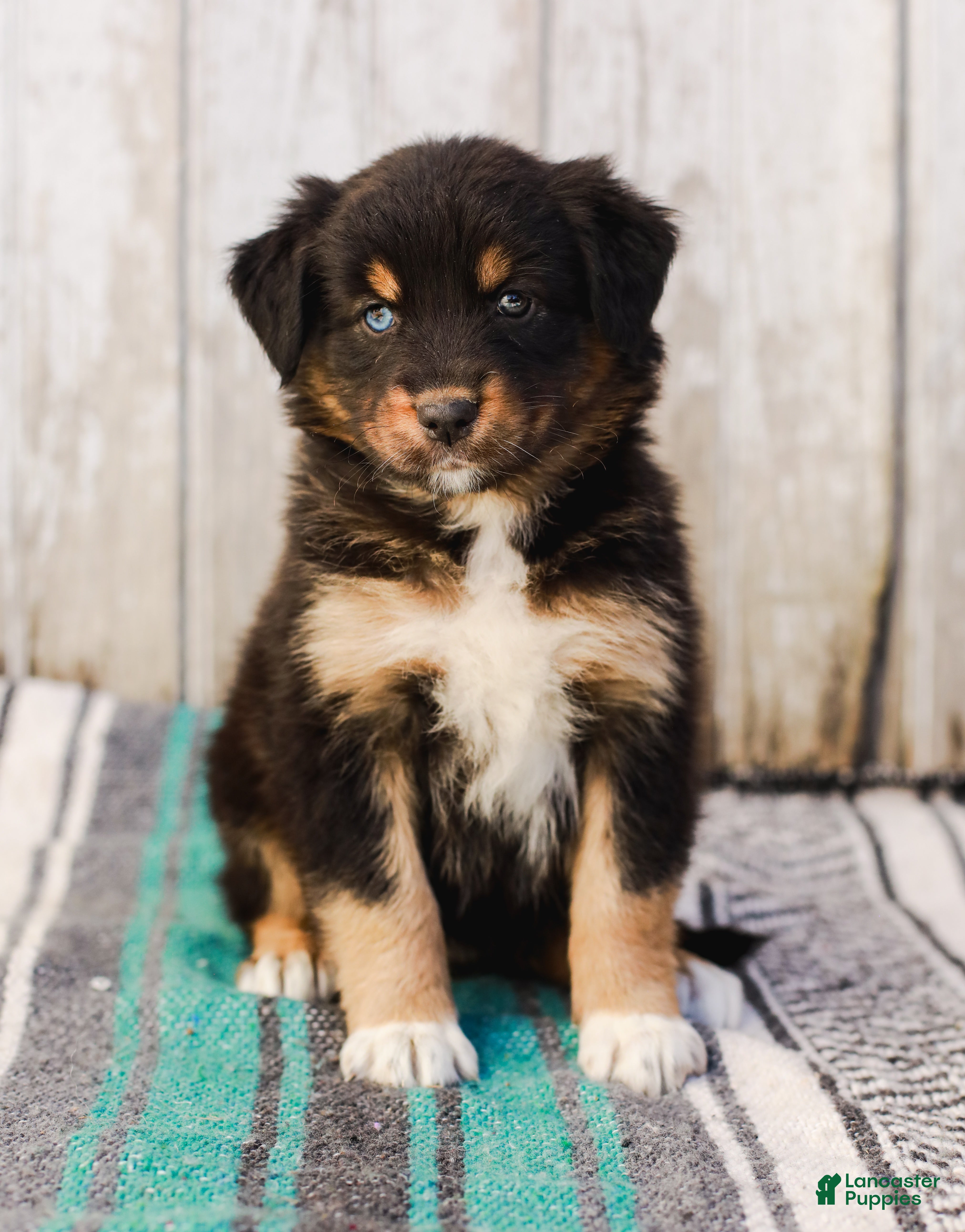 Australian Shepherd dogs Kimber - Ad 2