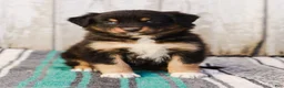 Australian Shepherd dogs for sale: Kimber - Ad 2