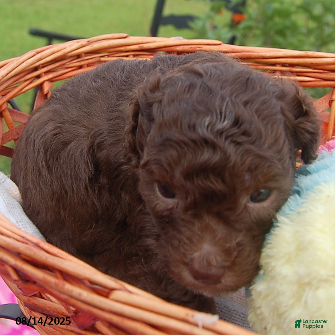 Toy Poodle dogs for sale: Bobbie - Ad 9
