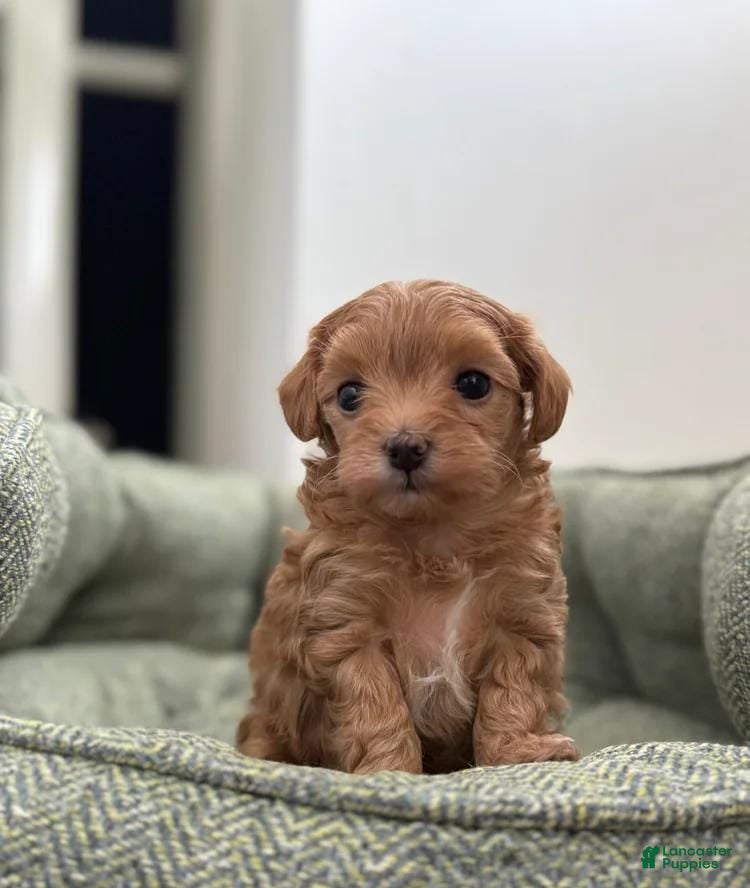 Maltipoo dogs Suzy - Ad 29