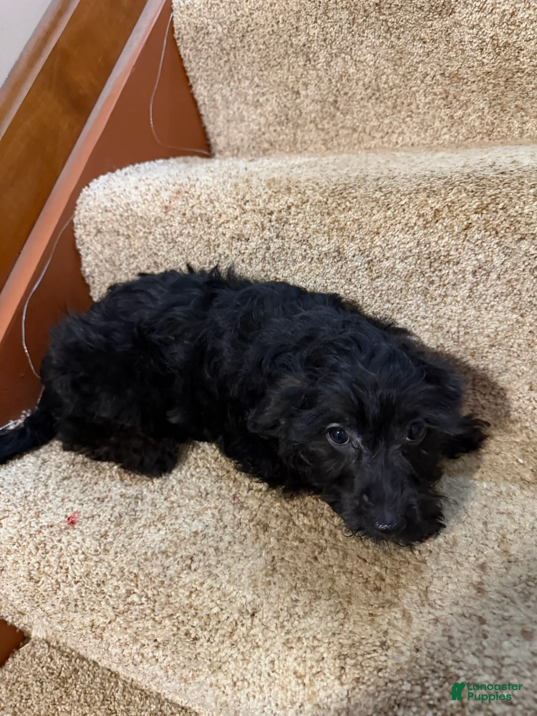 Yorkiepoo dogs for sale: Jinx - Ad 1