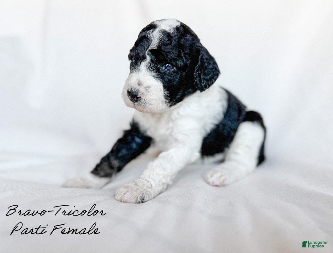 Standard Poodle dogs for sale: Bravo - Ad 1