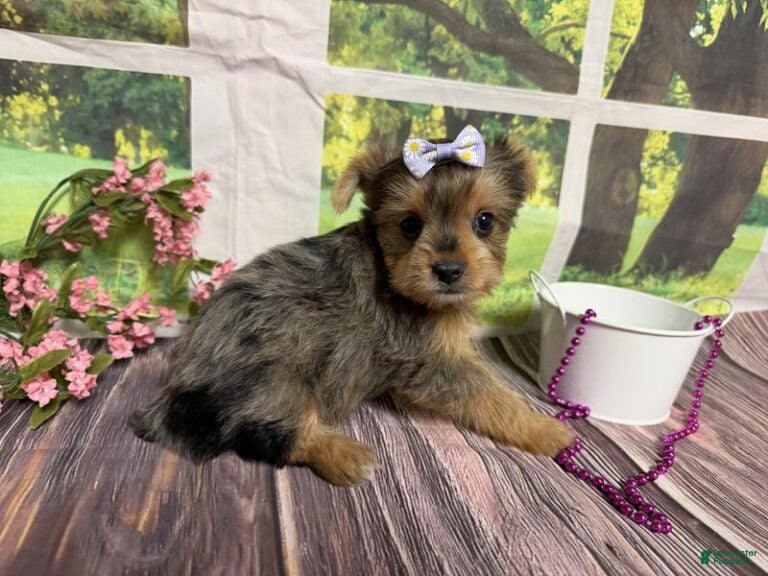 Yorkshire Terrier dogs Heidi - Ad 2
