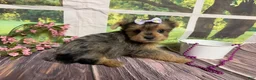 Yorkshire Terrier dogs for sale: Heidi - Ad 2