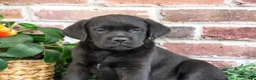Labrador Retriever dogs for sale: Onyx - Ad 3