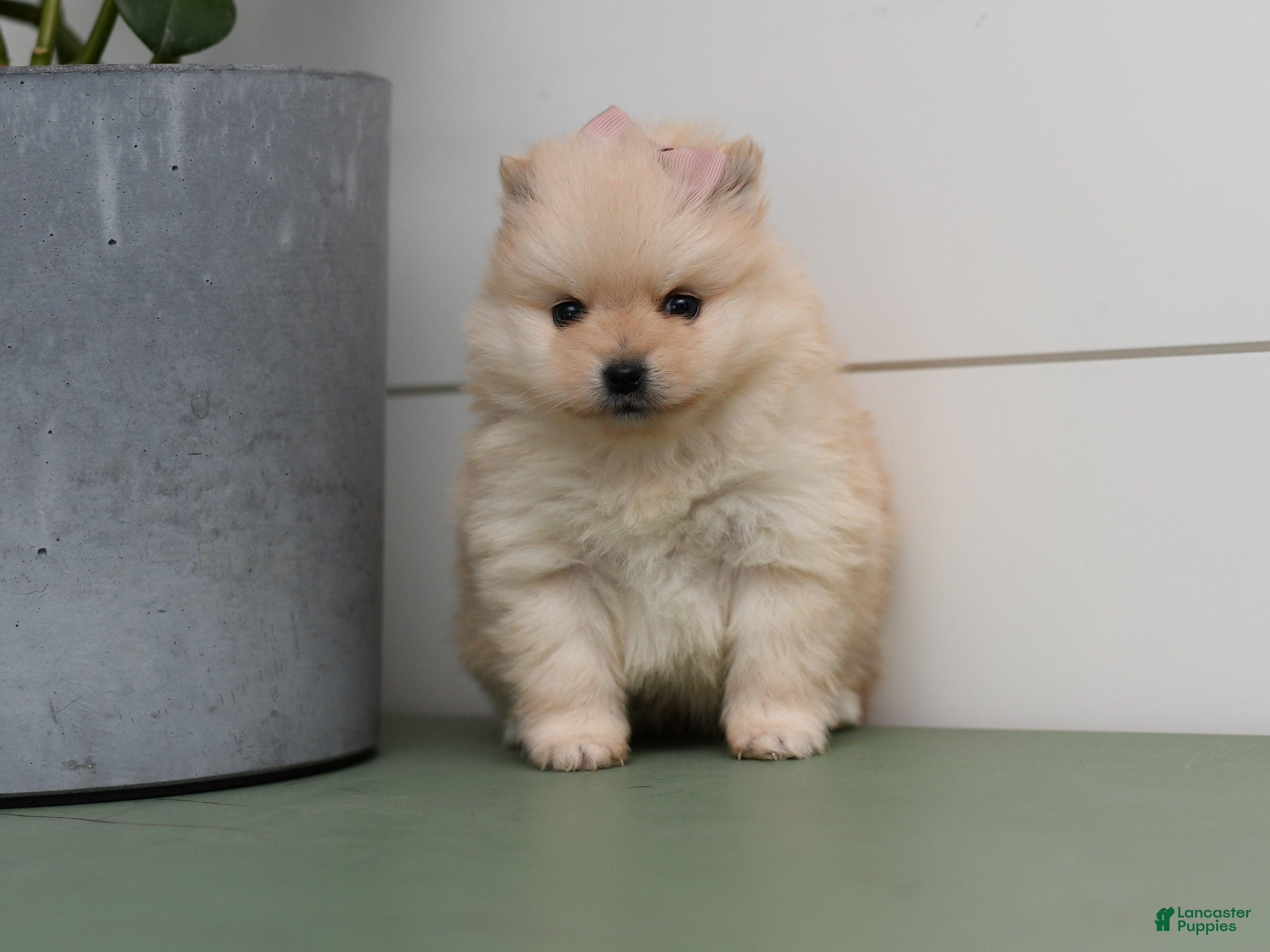 Pomeranian dogs Jill - Ad 2